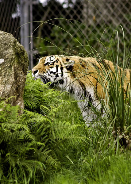 Siberian Tiger